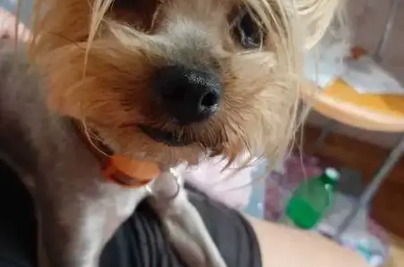 Найдена собака, Геленджик, фото: Собака найдена на Приморском бульваре, Геленджик