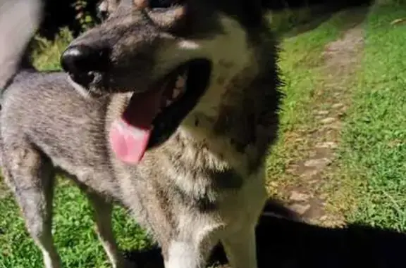 Найдена собака, , фото: Найдена собака, Пески, МО