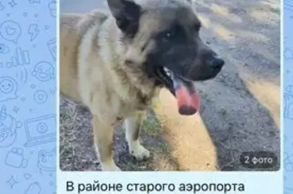 Собака найдена на ул. Мальченко, 7