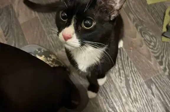 Пропала кошка, ул. Егорова, 4, Сухарево
