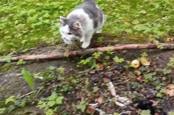 Найдена кошка, Шишкин Лес, фото: Кошка найдена: 7, Шишкин Лес