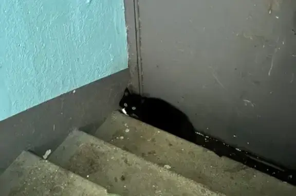 Найденные животные Мурманск, фото: Кошка найдена: Радищева 11, Мурманск