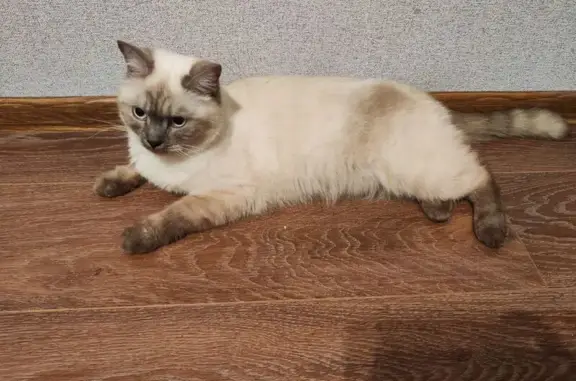 Кошка найдена на Богатырском, СПб