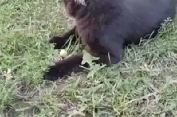 Пропала кошка, Олимпийская 84, Курск