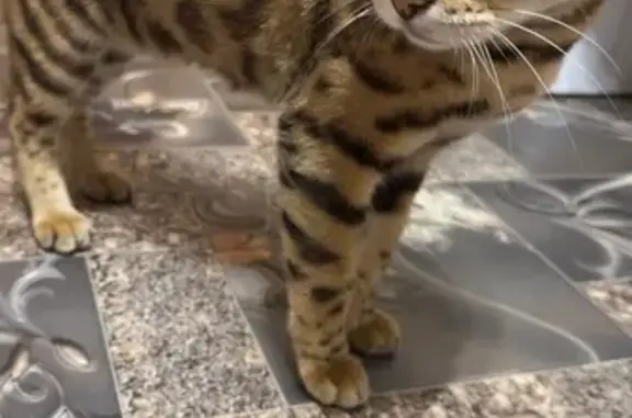 Найдена кошка, Ростов-на-Дону, фото: Бенгальский кот найден: Краеведческая 13