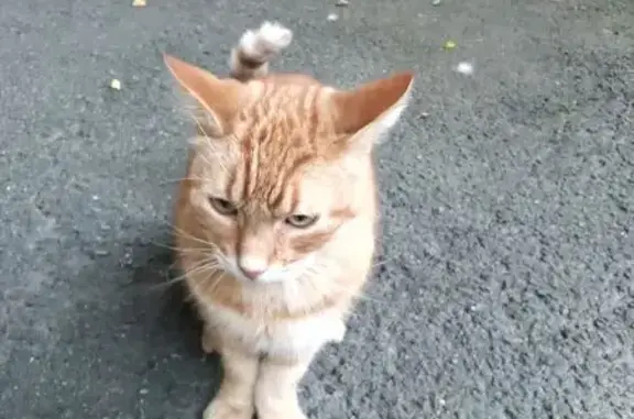 Кошка найдена: Офицерский пер., СПб