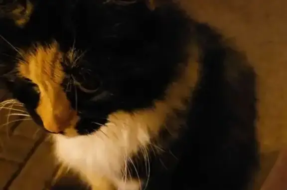 Кошка найдена у сквера Пушкина, Тула