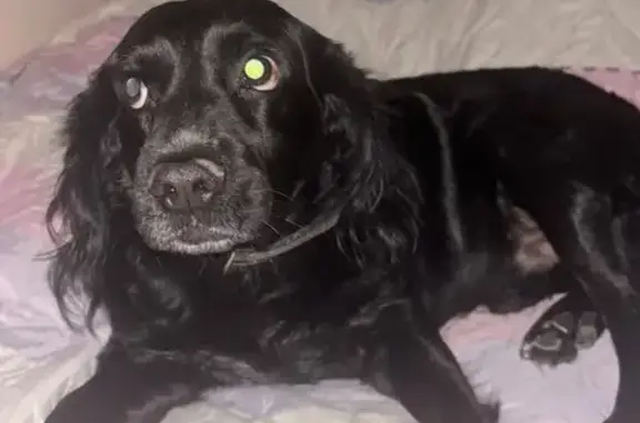 Собаки потеряшки, Ташкент, фото: Потеряшка черный спаниель, Ташкент 30