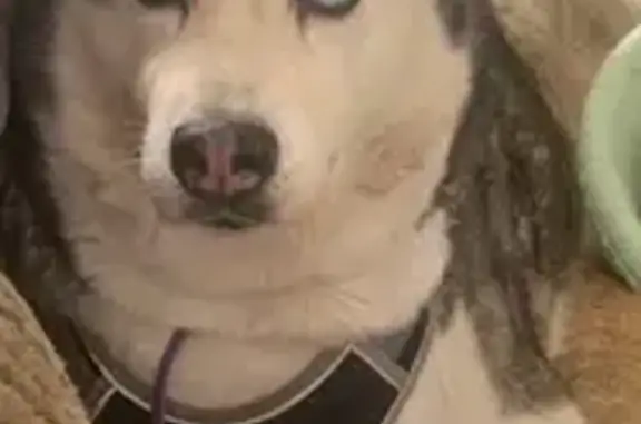 Собаки потеряшки, , фото: Потеряшка хаски, Садовая 4, ЛМС