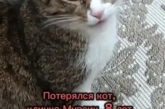 Кошки потеряшки, Михайловск, фото: Потеряшка кошка, ул. Калашникова, 1, Михайловск