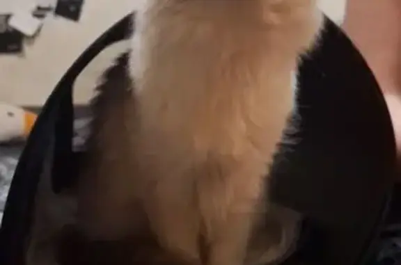 Найдена кошка, Москва, фото: Белая кошка найдена на Батайском проезде, 65