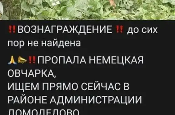 Собаки потеряшки, Домодедово, фото: Потеряшка овчарка, Каширское шоссе 51