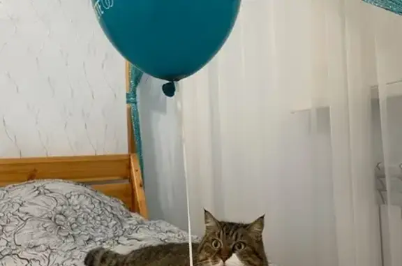 Пропала кошка, 4-й Архангельский пр., 27