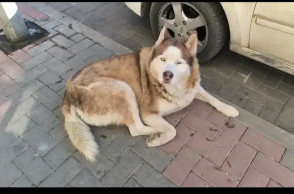 Собака найдена на Лермонтовском бульваре