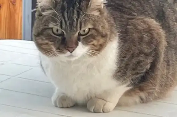 Пропала кошка, 5-й Архангельский пр-д, 23