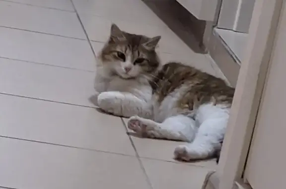 Кошка найдена на ул. Борисовка, Мытищи