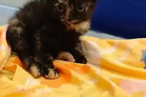 Найдена кошка, Зеленоград, фото: Кошка найдена, Савёлкинский проезд, к360