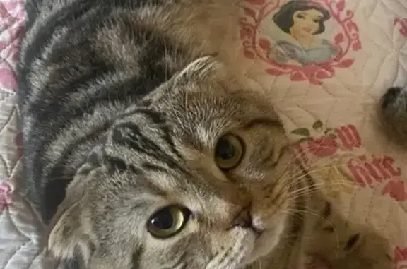 Кошки потеряшки, Чебоксары, фото: Потеряшка кошка, ул. Герцена, 2, Чебоксары