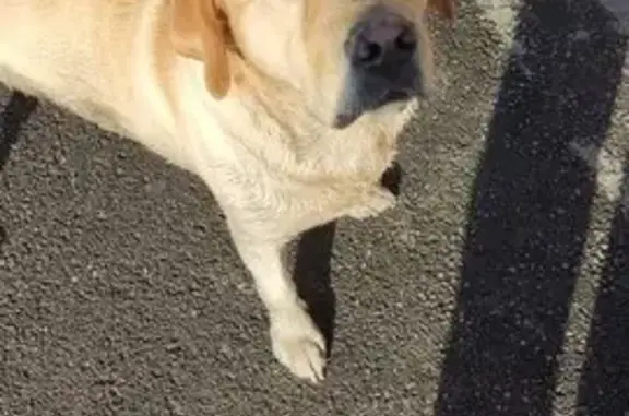 Пропала собака, ул. Толбухина, Усолье