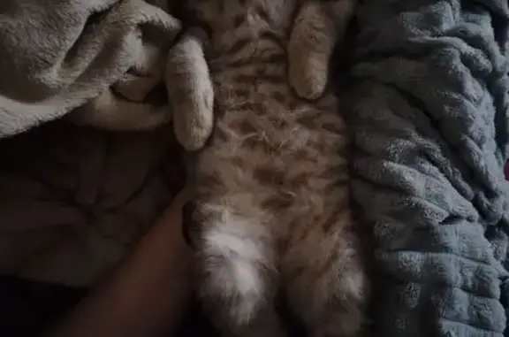 Пропала кошка, ул. Карла Маркса, Залари