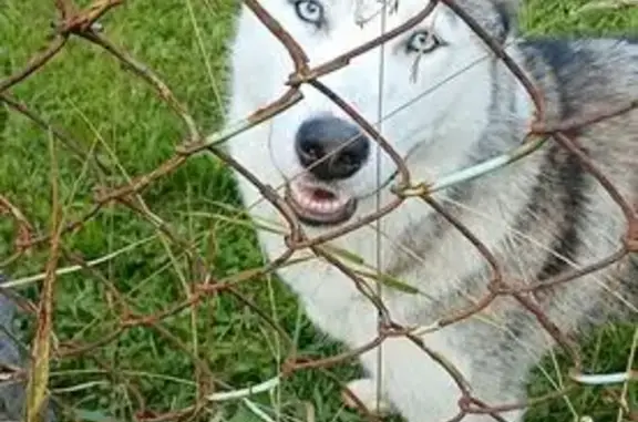 Найдена собака, Сафоново, фото: Найдена собака в Сафоново, 46Н-01029