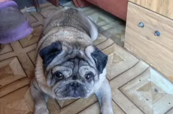 Пропал мопс, Подгорная 3, Маркова