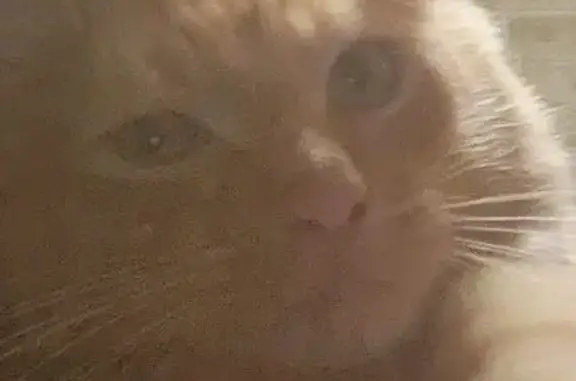 Кошки потеряшки, Кулицкая, фото: Потеряшка рыжая кошка, Советская ул., Кулицкая