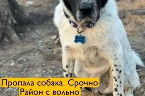 Собаки потеряшки, Вольно-Надеждинское, фото: Потеряшка собака: Тупой пер., 9, Вольно-Надеждинское