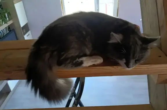 Кошки потеряшки, , фото: Потеряшка кошка, Дальневосточная ул., Чигири