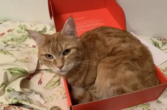 Кошки потеряшки, Сургут, фото: Потеряшка кошка, ул. Островского 29, Сургут