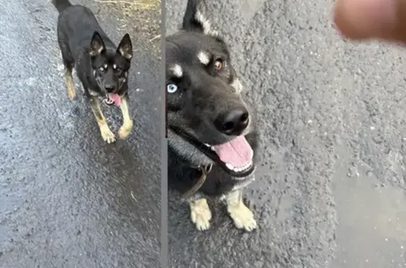 Найдена лайка, Светлая ул., Камышеваха