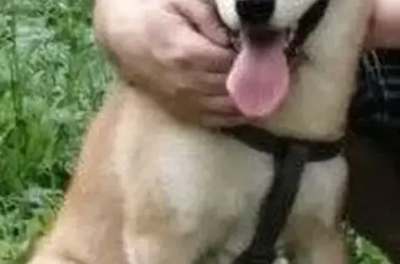 Собаки потеряшки, Нижний Новгород, фото: Потеряшка собака на Зеленодольской улице