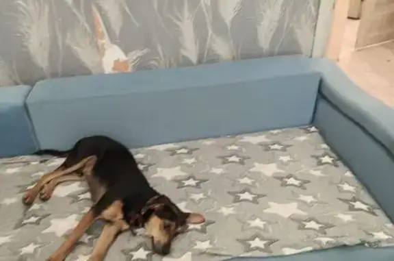 Найден щенок, ул. Юности 18, Хабаровск