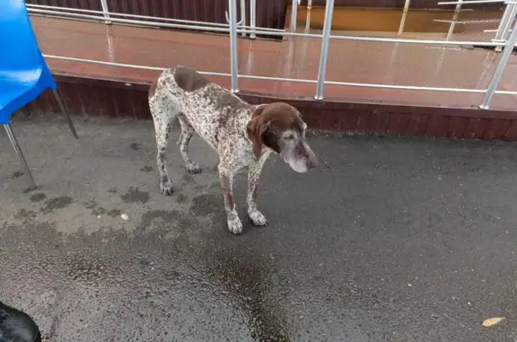 Собака найдена: г.о. Сириус, Краснодарский край