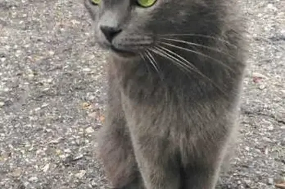 Найдена кошка, Ульяновск, фото: Кошка найдена: Карла Маркса, 121, Ульяновск