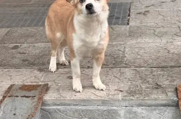 Собака найдена: Пермякова 34, Тюмень