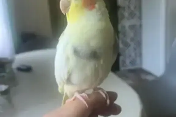 Пропала птица, Музейная ул., Монино