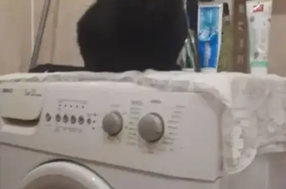 Пропала чёрная кошка, Бархатовой 6, Омск