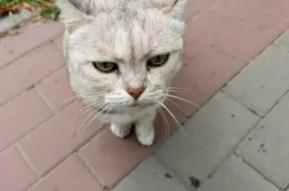 Кошка найдена: Комсомольская 261, Орёл