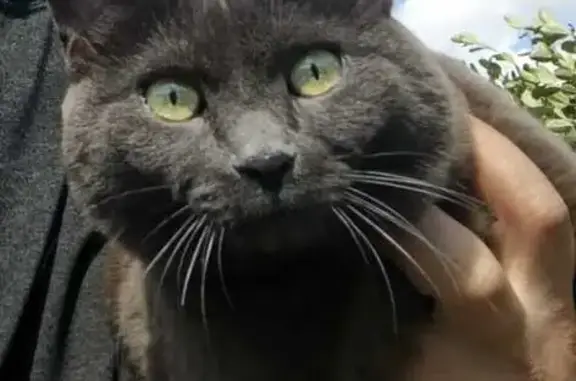 Кошки потеряшки, , фото: Потеряшка кошка Ляля, Сингапай, Нефтеюганск