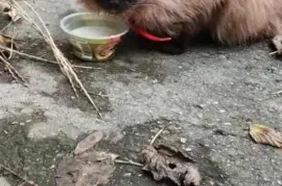 Найдена кошка, Златоуст, фото: Кошка найдена: ул. Горького, 1, Златоуст