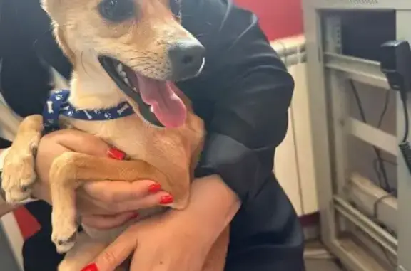 Найдена собака, Омск, пр. Комарова 11 к1