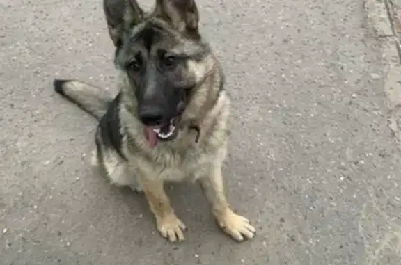 Собака найдена на Школьной улице, Тула