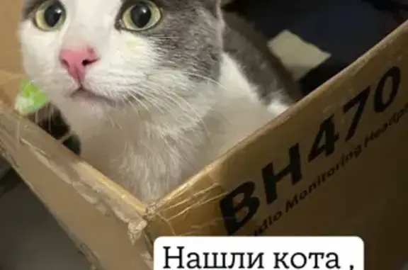 Кошка найдена: Лесопарковая ул., Красноярск