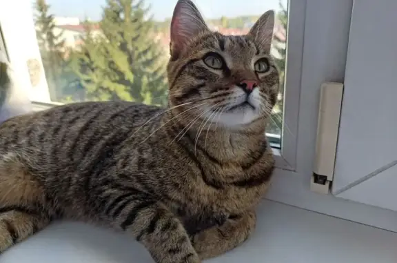 Найдена кошка, Краснообск, фото: Кошка найдена: Краснообск, 201