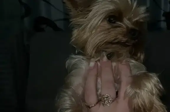 Собаки потеряшки, Усолье-Сибирское, фото: Потеряшка собака, Усолье-Сибирское, Иркутск