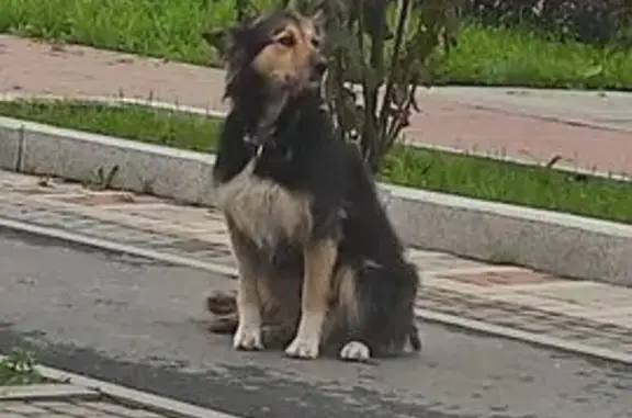 Найдена собака, Свердловская область, фото: Собака найдена: Горный Щит, Екатеринбург