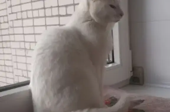 Найдена кошка, Йошкар-Ола, фото: Найдена кошка на Чернякова, 3, Йошкар-Ола