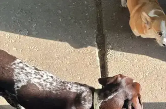 Собака найдена, Вольное-Замьяны