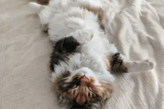 Кошки потеряшки, Кызыл, фото: Потеряшка кошка Сара, Депутатская 15, Кызыл